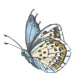 Butterfly Thyroid Cancer Trust logo.