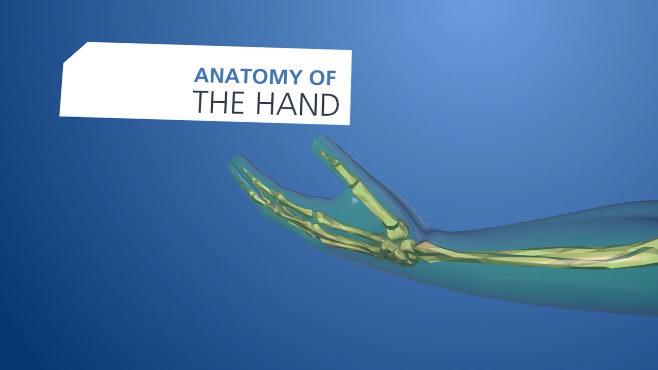 3D medical animation of a hand. From a healthcare explainer video.