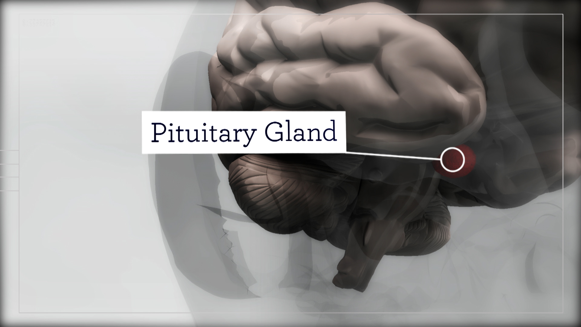 A 3D animation of a brain and pituitary gland. From a medical explainer video.